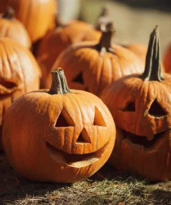Jack O' Lantern Pumpkin Seeds - 20 Seeds - Classic Halloween Carving Variety - Outdoor - Image 2