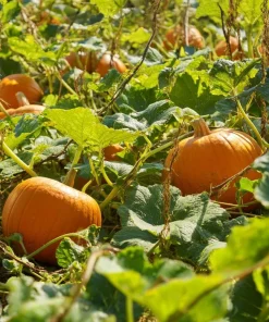 Jack O' Lantern Pumpkin Seeds - 20 Seeds - Classic Halloween Carving Variety - Outdoor - Image 3