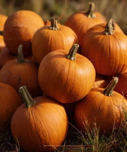 Jack O' Lantern Pumpkin Seeds - 20 Seeds - Classic Halloween Carving Variety - Outdoor - Image 4
