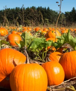 Jack O' Lantern Pumpkin Seeds - 50 Count, Cucurbita Maxima for Carving & Baking - Image 2