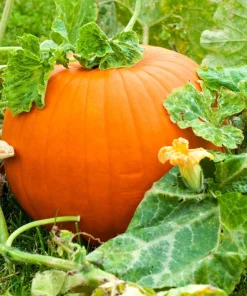 Jack O' Lantern Pumpkin Seeds - 50 Count, Cucurbita Maxima for Carving & Baking - Image 4