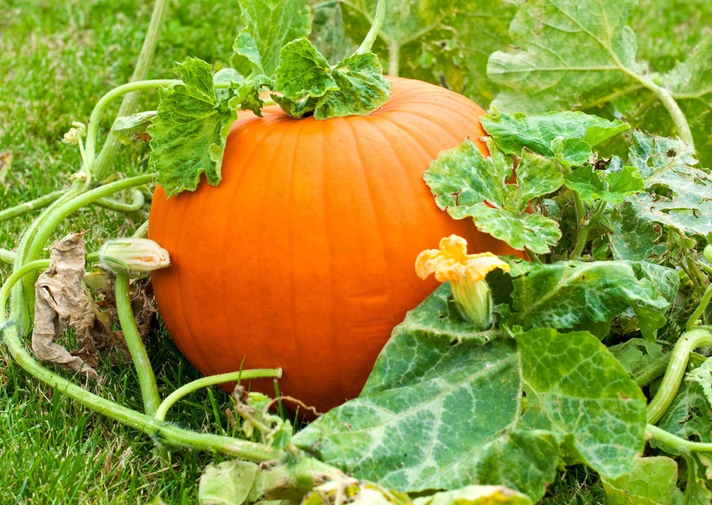 Jack O' Lantern Pumpkin Seeds - 50 Count, Cucurbita Maxima for Carving & Baking - Image 4
