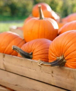 Jack O' Lantern Pumpkin Seeds - 50 Count, Cucurbita Maxima for Carving & Baking - Image 5