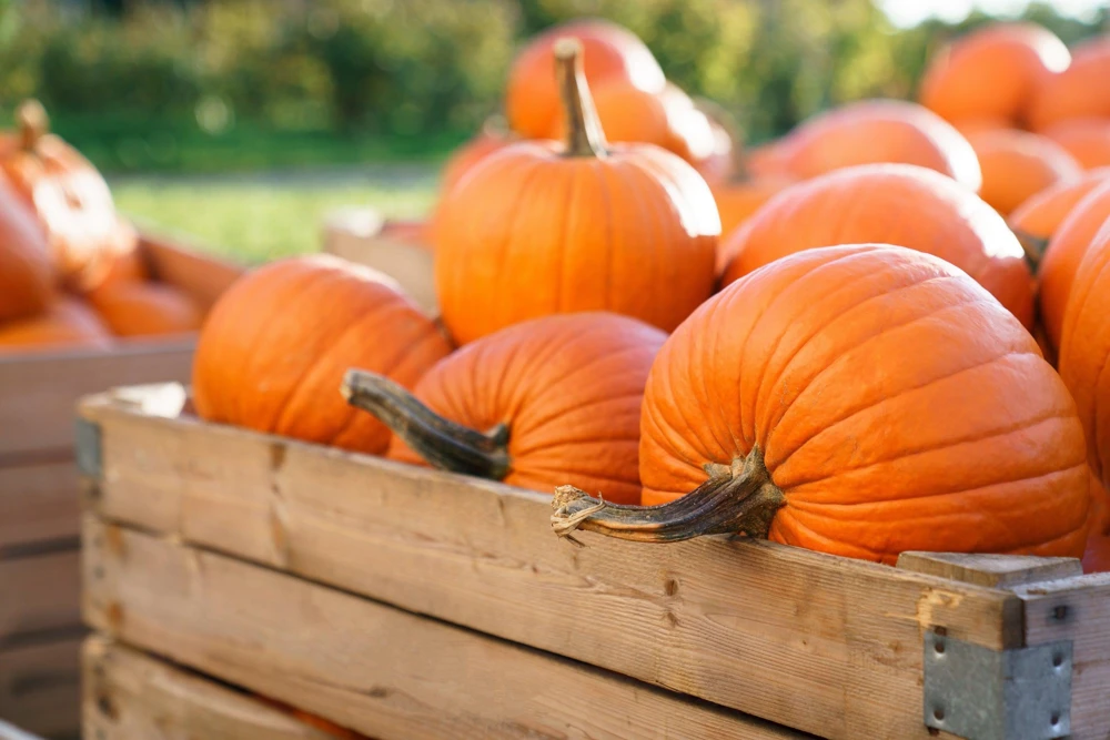 Jack O' Lantern Pumpkin Seeds - 50 Count, Cucurbita Maxima for Carving & Baking - Image 5