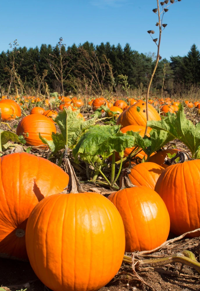Jack O' Lantern Pumpkin Seeds - 50 Count, Cucurbita Maxima for Carving & Baking - Image 8