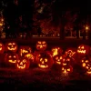 Jack O' Lantern Pumpkin Seeds - 50 Count, Cucurbita Maxima for Carving & Baking - Image 1