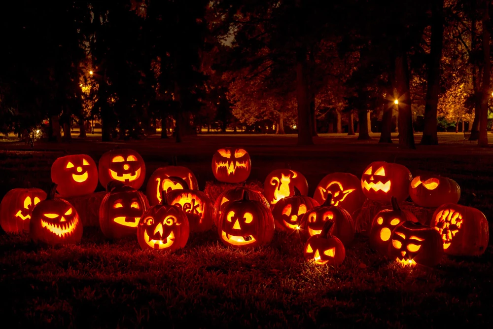 Jack O' Lantern Pumpkin Seeds - 50 Count, Cucurbita Maxima for Carving & Baking - Image 1