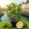 Jackfruit Live Tree 3-5 Inches Tall in 4 Inch Pot - Tropical Fruit Plant - Image 1