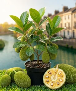 Jackfruit Live Tree 3-5 Inches Tall in 4 Inch Pot - Tropical Fruit Plant - Image 1