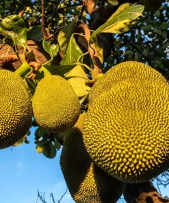 Jackfruit Live Tree 3-5 Inches Tall in 4 Inch Pot - Tropical Fruit Plant - Image 2