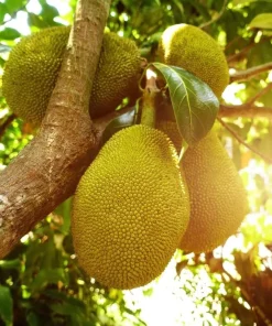 Jackfruit Live Tree 3-5 Inches Tall in 4 Inch Pot - Tropical Fruit Plant - Image 3
