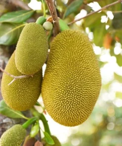 Jackfruit Live Tree 3-5 Inches Tall in 4 Inch Pot - Tropical Fruit Plant - Image 4