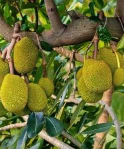 Jackfruit Live Tree 3-5 Inches Tall in 4 Inch Pot - Tropical Fruit Plant - Image 5