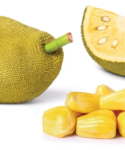 Jackfruit Live Tree 3-5 Inches Tall in 4 Inch Pot - Tropical Fruit Plant - Image 6