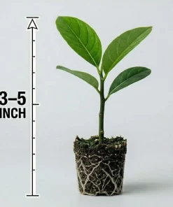 Jackfruit Live Tree 3-5 Inches Tall in 4 Inch Pot - Tropical Fruit Plant - Image 7