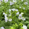 Jacob's Ladder Live Plant - Polemonium reptans, 4 Inch Pot, Shade Perennial - Image 1