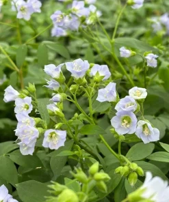 Jacob's Ladder Live Plant - Polemonium reptans, 4 Inch Pot, Shade Perennial - Image 1