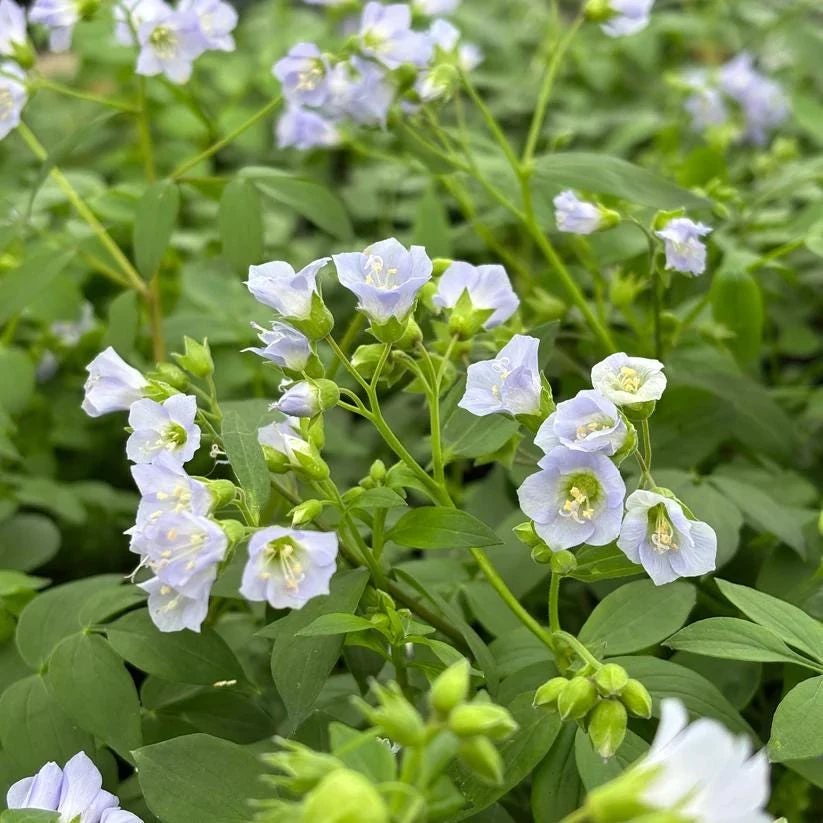 Jacob's Ladder Live Plant - Polemonium reptans, 4 Inch Pot, Shade Perennial - Image 1
