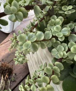 Jade Plant Live - Crassula ovata Lucky Money Succulent - Potted Houseplant - Image 2