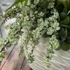 Jade Plant Live - Crassula ovata Lucky Money Succulent - Potted Houseplant - Image 1