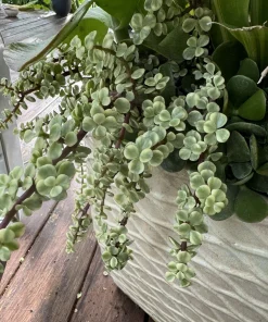 Jade Plant Live - Crassula ovata Lucky Money Succulent - Potted Houseplant - Image 1