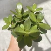 Jade Plant Live – Medium Size Houseplant with Pot & Soil Included - Image 1