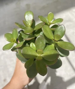 Jade Plant Live – Medium Size Houseplant with Pot & Soil Included - Image 1