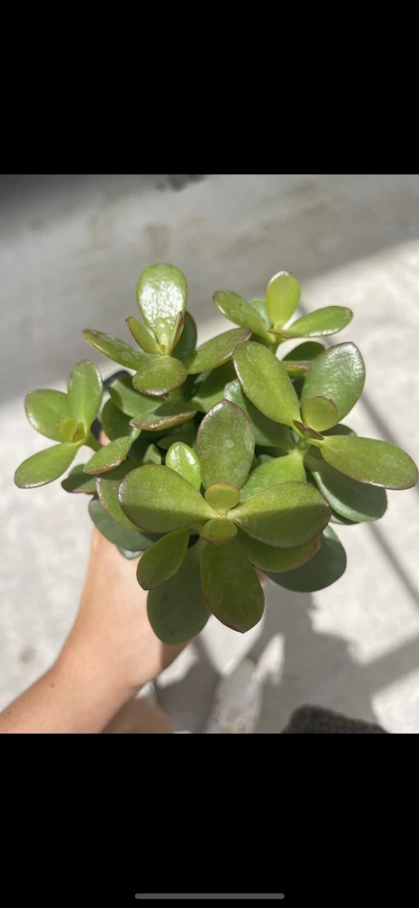 Jade Plant Live – Medium Size Houseplant with Pot & Soil Included - Image 1