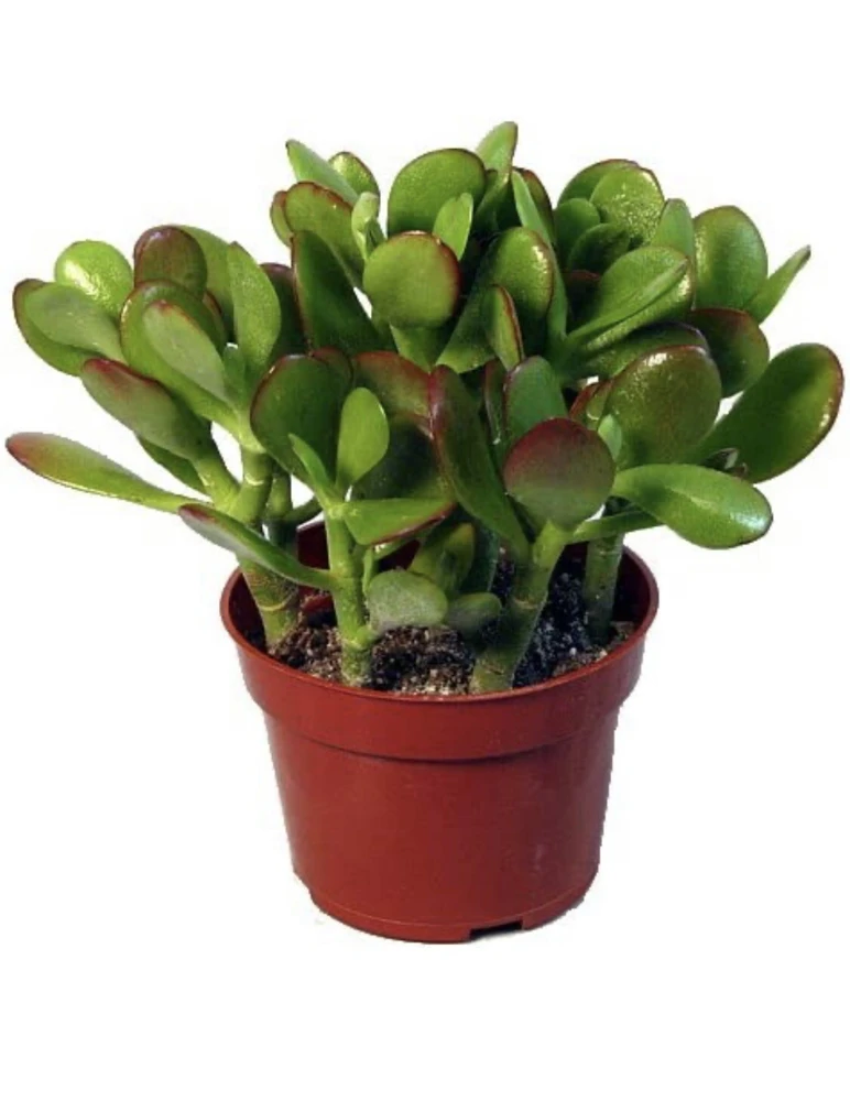 Jade Plant Live Plant with Pot & Soil - Medium Indoor/Outdoor Succulent - Image 2
