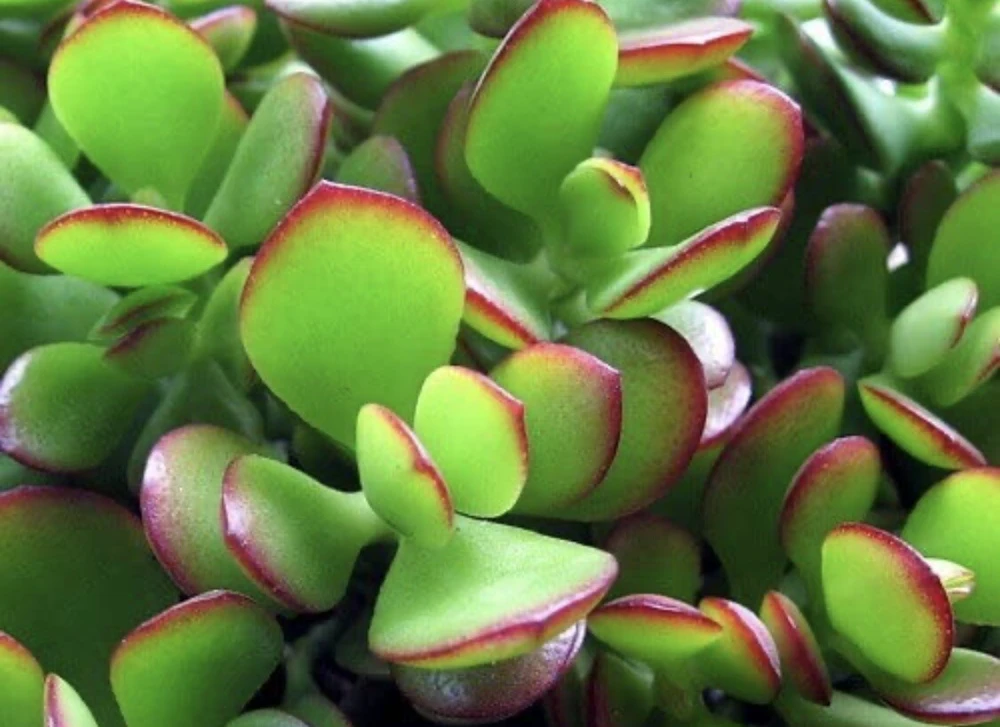 Jade Plant Live Plant with Pot & Soil - Medium Indoor/Outdoor Succulent - Image 3