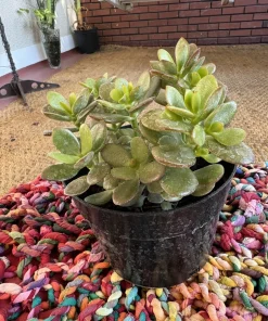 Jade Plant Live Succulent - Crassula Ovata Houseplant - Image 2