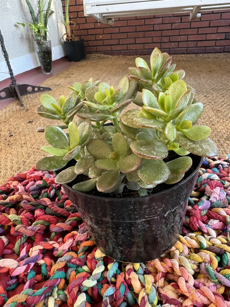 Jade Plant Live Succulent - Crassula Ovata Houseplant - Image 2