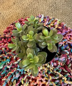 Jade Plant Live Succulent - Crassula Ovata Houseplant - Image 3