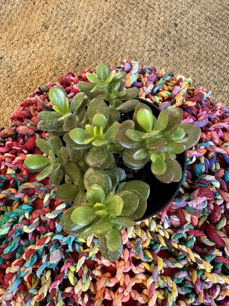 Jade Plant Live Succulent - Crassula Ovata Houseplant - Image 3