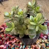 Jade Plant Live Succulent - Crassula Ovata Houseplant - Image 1