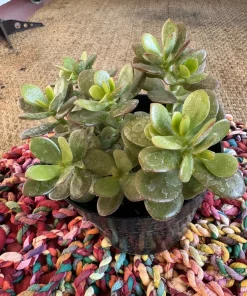 Jade Plant Live Succulent - Crassula Ovata Houseplant - Image 1