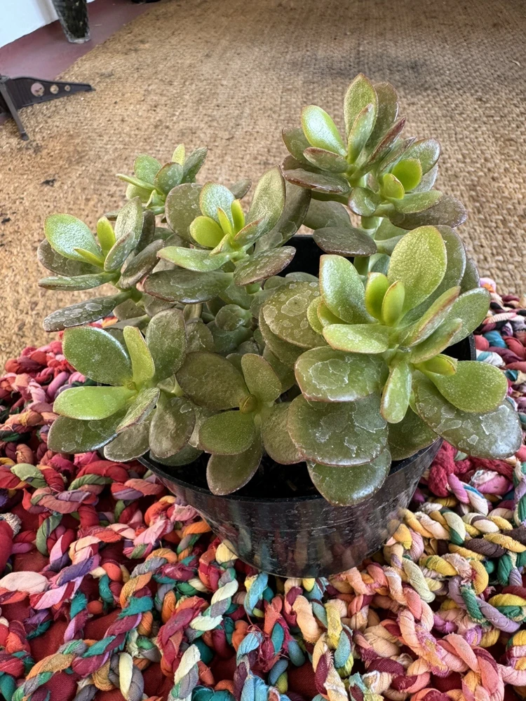 Jade Plant Live Succulent - Crassula Ovata Houseplant - Image 1