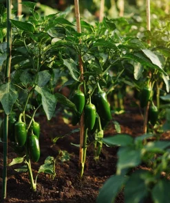 Jalapeno Pepper Seeds - 25 Heirloom Medium-Heat Seeds for Gardens - Image 4