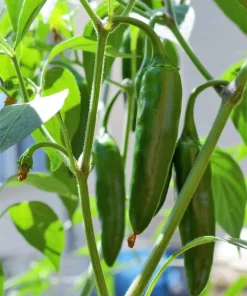 Jalapeno Pepper Seeds - 400 Count Hot Chili Vegetable Seeds - Image 2