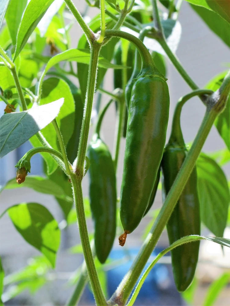 Jalapeno Pepper Seeds - 400 Count Hot Chili Vegetable Seeds - Image 2