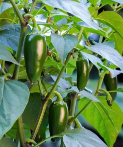Jalapeno Pepper Seeds - 400 Count Hot Chili Vegetable Seeds - Image 3