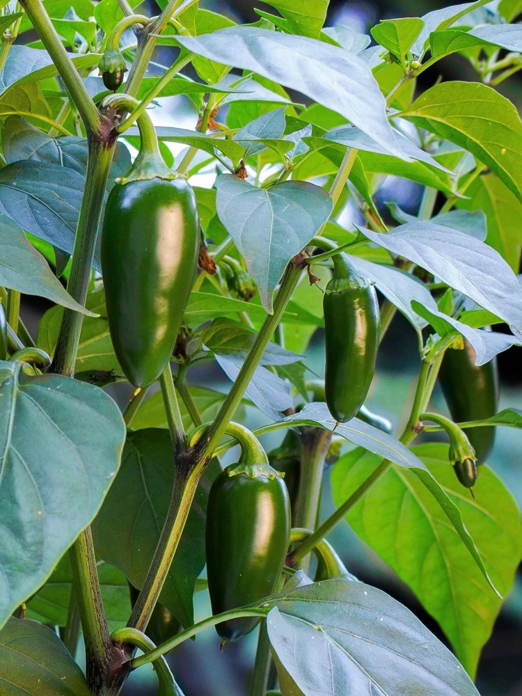 Jalapeno Pepper Seeds - 400 Count Hot Chili Vegetable Seeds - Image 3