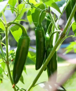 Jalapeno Pepper Seeds - 400 Count Hot Chili Vegetable Seeds - Image 4