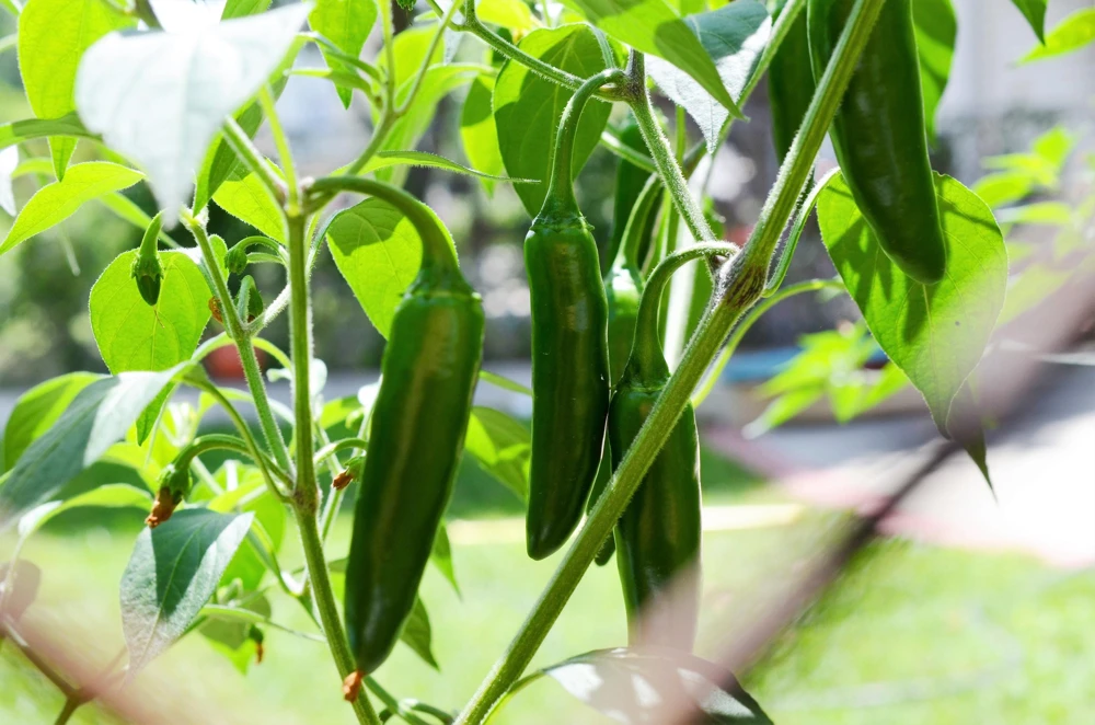 Jalapeno Pepper Seeds - 400 Count Hot Chili Vegetable Seeds - Image 4