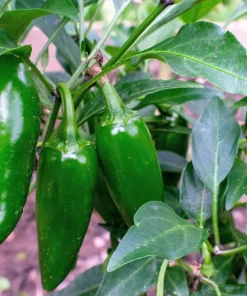 Jalapeno Pepper Seeds - 400 Count Hot Chili Vegetable Seeds - Image 5