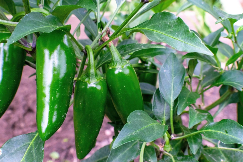 Jalapeno Pepper Seeds - 400 Count Hot Chili Vegetable Seeds - Image 5