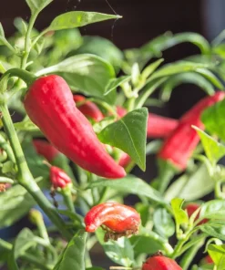 Jalapeno Pepper Seeds - 400 Count Hot Chili Vegetable Seeds - Image 6