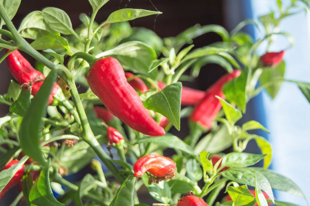 Jalapeno Pepper Seeds - 400 Count Hot Chili Vegetable Seeds - Image 6