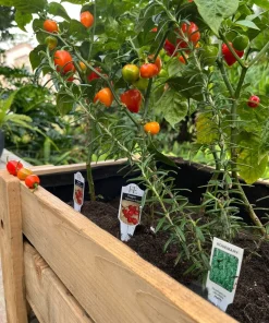 Jalapeño Pepper Live Plant - Hot Chili Vegetable Starter Plant - Potted - Image 2