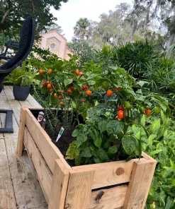 Jalapeño Pepper Live Plant - Hot Chili Vegetable Starter Plant - Potted - Image 3